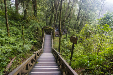 Obraz premium Paved Wooden Hiking Area inside of Alishan National Forest Area Surrounded by Green Jungle in Taiwan