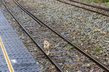 White and Yellow Beautiful Cat on a Train Tracks of Alishan National Park in Taiwan