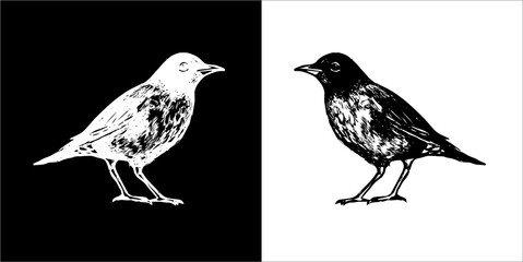 Illustration vector graphics of bird icon