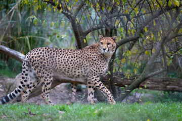 Cheetah © Cloudtail