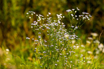 Kompozycja roślinna łąka trawy rumianek w pięknym oświetleniu słonecznym.