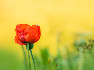 Red poppy flowers against the yellow background. Travel in Armenia