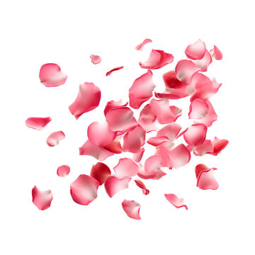 Flying aesthetically, rose petals and pink petals for Valentine’s Day, Isolated on Transparent Background, PNG
