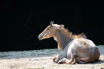 Poster Nilgai