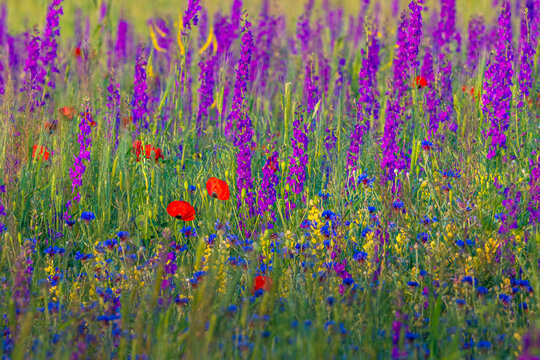 Travel in Armenia. Blossom red poppy flowers field
