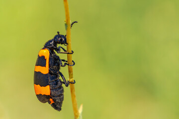 Hycleus polymorphus a species of Blister Beetles belonging to the family Meloidae subfamily Meloinae  sitting on a leaf 