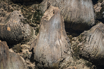 close up details of bark of Silver date palm ( Phoenix sylvestris (L.) Roxb. ) texture.