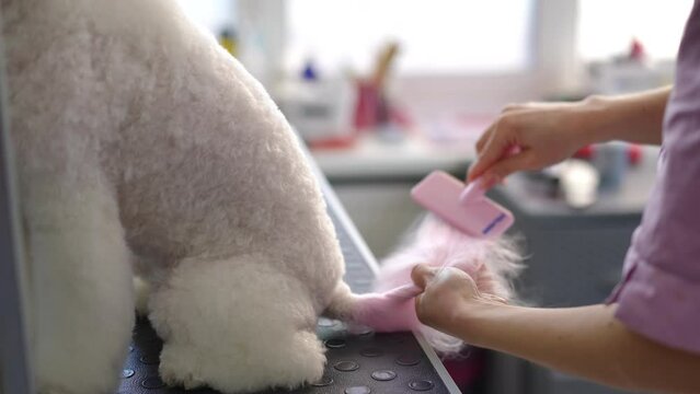 A female groomer combs and blow-dries the pink tail of a white dog that sits on a mobile table in a grooming studio