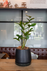 Plant in pot on wooden table in coffee shop.