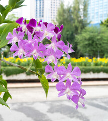 Purple orchid flower in the garden at thailand,selective focus.Tropical Elegance! Purple Orchid Close-Up Captures Thai Beauty