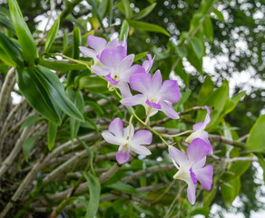 Purple orchid flower in the garden at thailand,selective focus.Tropical Elegance! Purple Orchid Close-Up Captures Thai Beauty