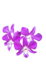 Purple orchid flower isolated on white background with clipping path.
