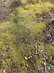 
Moss-covered soil, natural pattern, close-up, background