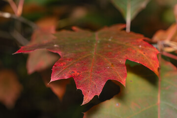 Liść w jesiennych barwach
