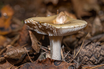 Grzyb gołąbek © Ania Burczyńska
