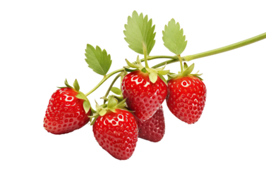Ripe delicious strawberries bush, cut out