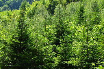 Forest tree trees nature growth - 700242248