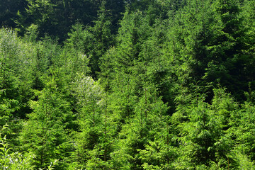 Green  forest tree environment background - 700242626
