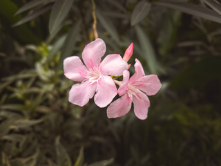 Pink flower of Oleander, Sweet Oleander, Rose Bay, Nerium oleander  bush bloom in the garden delicate flowers a beautiful tropical ornamental plant. is a shrub in the dogbane family Apocynaceae