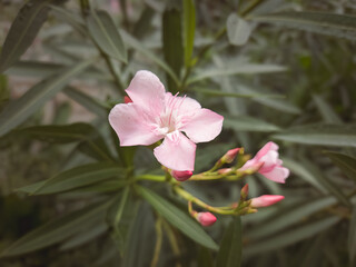 Pink flower of Oleander, Sweet Oleander, Rose Bay, Nerium oleander  bush bloom in the garden...