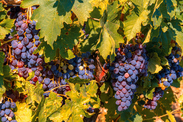 Black grapes in vineyard. Travel in Armenia