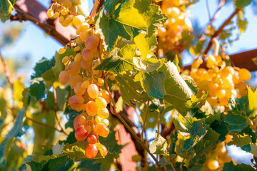 White grapes in vineyard. Travel in Armenia