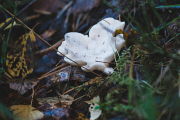 white curly Clitocybe sp. mushrooms in grass