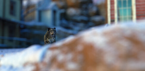 Snow leopard in old victorian village in rocky mountains during winter.