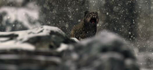 Growling snow leopard in snowy rocky mountains during blizzard.