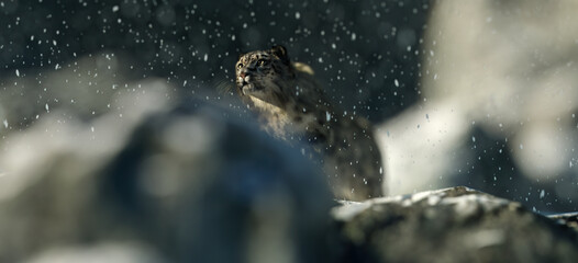 Snow leopard in snowy rocky mountains during blizzard.