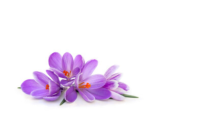 Violet flowers crocuses on a white background with space for text. Spring flowers