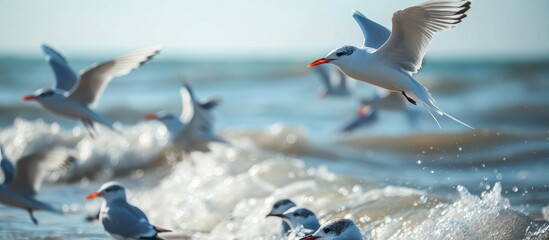 Pomorie, Bulgaria is a habitat for sandwich terns. - obrazy, fototapety, plakaty