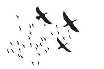 Cormorants flying in a natural view. Vector images. White background. 