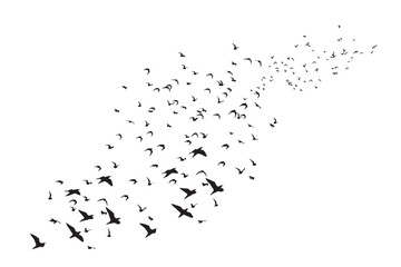 Fototapeta premium Birds flying in a natural view. Vector images. White background. 