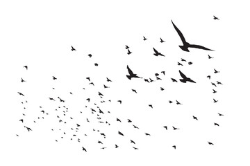 Birds flying in a natural view. Vector images. White background. 