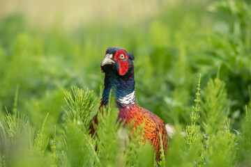 common pheasant male on grass close up in the autumn in the united knigdom