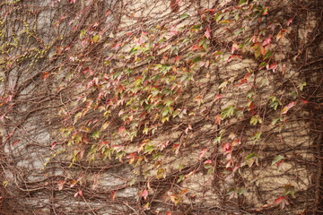 red and green leaves with brown roots, vines and trucks 