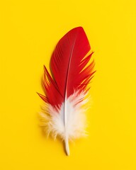a red and white feather on a yellow background