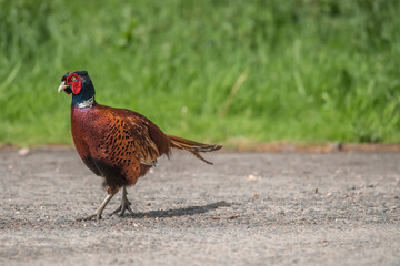 Pheasant, male on the road beside a field in the autumn in the united kingdom in britain