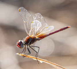The red-veined darter or nomad (Sympetrum fonscolombii) is a dragonfly common in aiguamolls emporda...