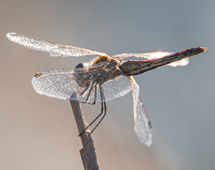The red-veined darter or nomad (Sympetrum fonscolombii) is a dragonfly common in aiguamolls emporda...