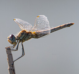 The red-veined darter or nomad (Sympetrum fonscolombii) is a dragonfly common in aiguamolls emporda girona spain - obrazy, fototapety, plakaty