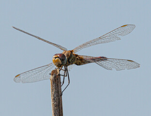 The red-veined darter or nomad (Sympetrum fonscolombii) is a dragonfly common in aiguamolls emporda...