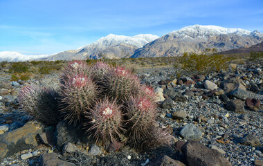 Cacti in the stone desert in the foothills, Echinocactus polycephalus  (Cottontop Cactus,...