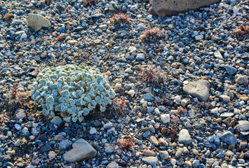 Drought-tolerant desert plants, Psathyrotes ramosissima - Desert Turtleback, Death Valley National Park