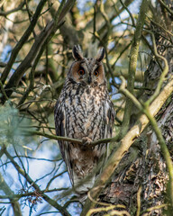 Long-eared Owl (Asio otus), perched on a branch - Wildlife protection concept, nature photography - Nocturnal bird of prey linked to bad luck and luck