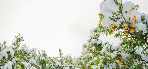雪の柚子園