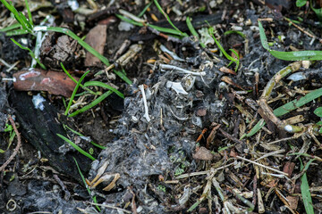 Owl wads - Owl regurgitation on the ground - Contents of an indigestible ball containing fur and bones that the owl vomits - Concept of scientific research related to the long-eared owl Asio otus