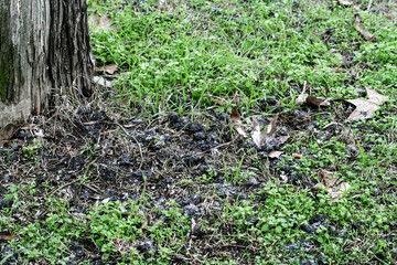 Obraz premium Owl wads - Owl regurgitation on the ground - Contents of an indigestible ball containing fur and bones that the owl vomits - Concept of scientific research related to the long-eared owl Asio otus