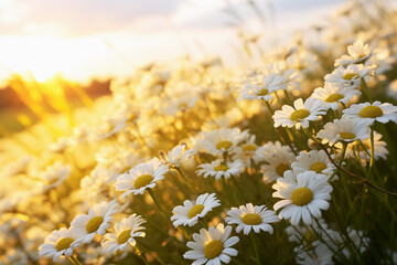 White wild daisies bloom in a field on a summer day - obrazy, fototapety, plakaty